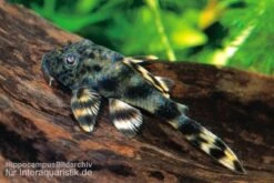 Ucayali-Zwergschilderwels, L205, Peckoltia Sp. -EHEIM || sera || AQUATLANTIS Verkaufsgeschäft 83341 Ucayali Zwergschilderwels L205 Peckoltia sp
