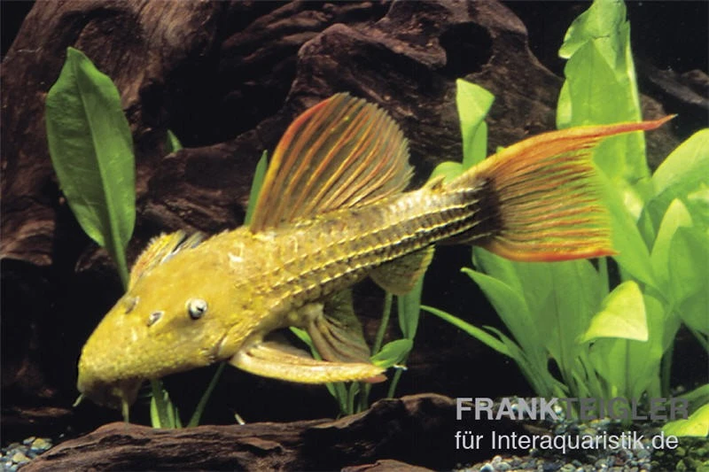 Rotflossen-Kaktuswels, L 24, Pseudacanthicus Cf Serratus 1 Rotflossen-Kaktuswels, L 24, Pseudacanthicus Cf Serratus