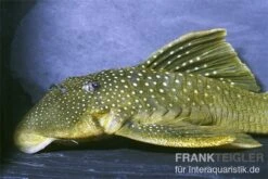 Gelber Phantomwels, L 200, Hemiancistrus Subviridis -EHEIM || sera || AQUATLANTIS Verkaufsgeschäft 83361 Gelber Phantomwels L 200 Hemiancistrus subviridis