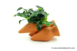 Dennerle Garnelen-Amphore, Anubias Nana "Bonsai" Auf 3er Tonamphore 5 Dennerle Garnelen-Amphore, Anubias Nana "Bonsai" Auf 3er Tonamphore -EHEIM || sera || AQUATLANTIS Verkaufsgeschäft 85428 Dennerle Garnelen Amphore 800x533px