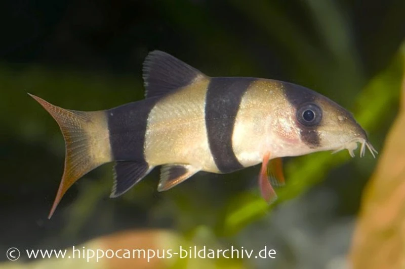 Prachtschmerle, Botia Macracantha 1 Prachtschmerle, Botia Macracantha