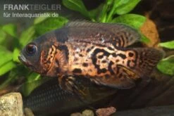 Oscar Rot-Tiger, Astronotus Ocellatus -EHEIM || sera || AQUATLANTIS Verkaufsgeschäft 9521 Oscar Rot Tiger Astronotus ocellatus