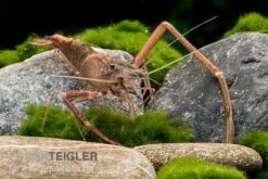 Afrikanische Flußgarnele, Macrobrachium Vollenhovenii -EHEIM || sera || AQUATLANTIS Verkaufsgeschäft Afrikanische Flussgarnele Macrobrachium vollenhov 2