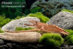 Afrikanische Flußgarnele, Macrobrachium Vollenhovenii