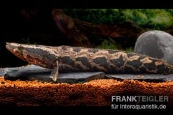 Afrikanischer Schlangenkopf, Channa Obscura