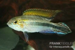 Agassiz-Zwergbuntbarsch, Apistogramma Agassizii, Wildform, Paarweise -EHEIM || sera || AQUATLANTIS Verkaufsgeschäft Agassiz Zwergbuntbarsch Apistogramma agassizii