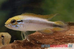 Agassiz-Zwergbuntbarsch, Apistogramma Agassizii, Wildform, Paarweise -EHEIM || sera || AQUATLANTIS Verkaufsgeschäft Agassiz Zwergbuntbarsch Apistogramma agassizii paarweise wild 2