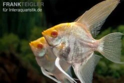 Albino-Goldmarmor-Skalar, Pterophyllum Scalare