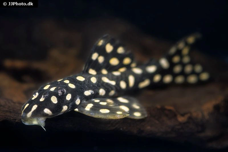 Opalflecken-Harnischwels, Ancistrini Spec. L82, 4-5 Cm 1 Opalflecken-Harnischwels, Ancistrini Spec. L82, 4-5 Cm