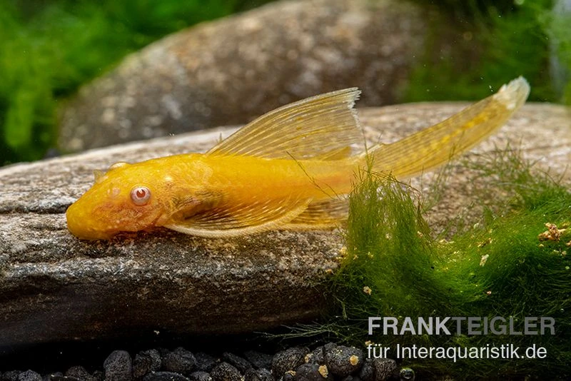 Goldener Schleier-Antennenwels, Ancistrus Sp. Long Fin "Gold-Schleier" 2 Goldener Schleier-Antennenwels, Ancistrus Sp. Long Fin "Gold-Schleier" – Bild 2