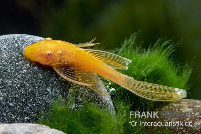 Goldener Schleier-Antennenwels, Ancistrus Sp. Long Fin "Gold-Schleier" 3 Goldener Schleier-Antennenwels, Ancistrus Sp. Long Fin "Gold-Schleier" – Bild 3