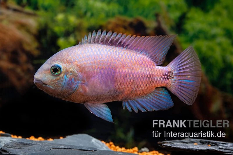 Angostura-Buntbarsch, Paratheraps Breidohri 2 Angostura-Buntbarsch, Paratheraps Breidohri – Bild 2