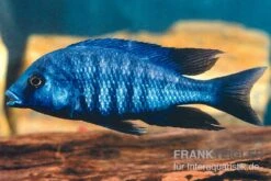 Annectens-Buntbarsch, Protomelas Annectens