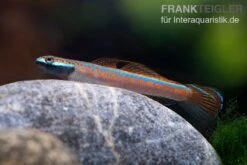 Annieae-Grundel, Stiphodon Annieae, 1 Paar -EHEIM || sera || AQUATLANTIS Verkaufsgeschäft Annieae Grundel Stiphodon annieae 3