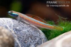 Annieae-Grundel, Stiphodon Annieae, 1 Paar -EHEIM || sera || AQUATLANTIS Verkaufsgeschäft Annieae Grundel Stiphodon annieae 4