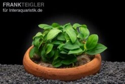 Anubias Nana "Petite" In Tonschale