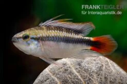 Apistogramma Rio Marmore, Apistogramma Erythrura, 1 Paar