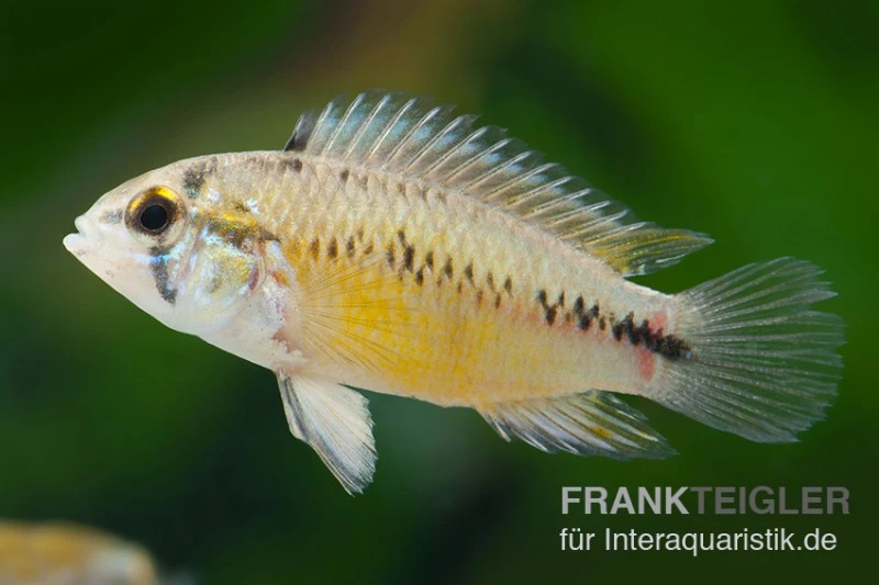 Opal-Apistogramma, Apistogramma Borelli "Opal", Paarweise 2 Opal-Apistogramma, Apistogramma Borelli "Opal", Paarweise – Bild 2