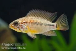 Villavicencio-Buntbarsch, Apistogramma Macmasteri, Paarweise -EHEIM || sera || AQUATLANTIS Verkaufsgeschäft Apistogramma macmasteri 3