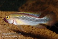 Wilhelmi Zwergbuntbarsch, Apistogramma Sp. Wilhelmi -EHEIM || sera || AQUATLANTIS Verkaufsgeschäft Apistogramma sp Wilhelmi