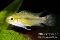 Dreistreifen-Zwergbuntbarsch, Apistogramma Trifasciata 5 Dreistreifen-Zwergbuntbarsch, Apistogramma Trifasciata -EHEIM || sera || AQUATLANTIS Verkaufsgeschäft Apistogramma trifasciata Dreistreifen Zwergbuntbars