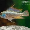 Dreistreifen-Zwergbuntbarsch, Apistogramma Trifasciata