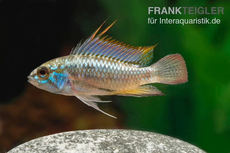 Dreistreifen-Zwergbuntbarsch, Apistogramma Trifasciata 1 Dreistreifen-Zwergbuntbarsch, Apistogramma Trifasciata