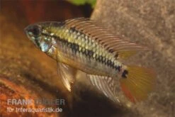 Schwarzkehl-Zwergbuntbarsch, Apistogramma Viejita, Paarweise -EHEIM || sera || AQUATLANTIS Verkaufsgeschäft Apistogramma viejita Schwarzkehl Zwergbuntbarsch