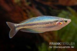 Aru-Regenbogenfisch, Melanotaenia Picta, 5 Tiere -EHEIM || sera || AQUATLANTIS Verkaufsgeschäft Aru Regenbogenfisch Melanotaenia picta
