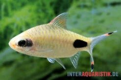 Aspara-Barbe, Dawkinsia Apsara