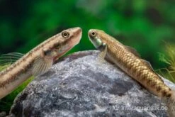 Atratus-Grundel, Stiphodon Atratus, 1 Paar 8 Atratus-Grundel, Stiphodon Atratus, 1 Paar -EHEIM || sera || AQUATLANTIS Verkaufsgeschäft Atratus Grundel Stiphodon atratus 2