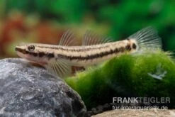 Atratus-Grundel, Stiphodon Atratus, 1 Paar 9 Atratus-Grundel, Stiphodon Atratus, 1 Paar -EHEIM || sera || AQUATLANTIS Verkaufsgeschäft Atratus Grundel Stiphodon atratus 3