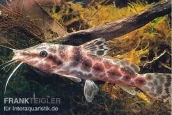 Augenfleckwels, Auchenoglanis Occidentalis (Giraffenwels)