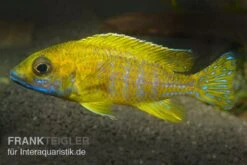 Aulonocara Baenschi "Benga", DNZ