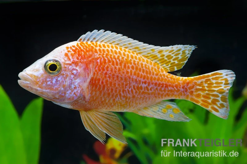 Aulonocara Nyassae "Pink" 1 Aulonocara Nyassae "Pink"