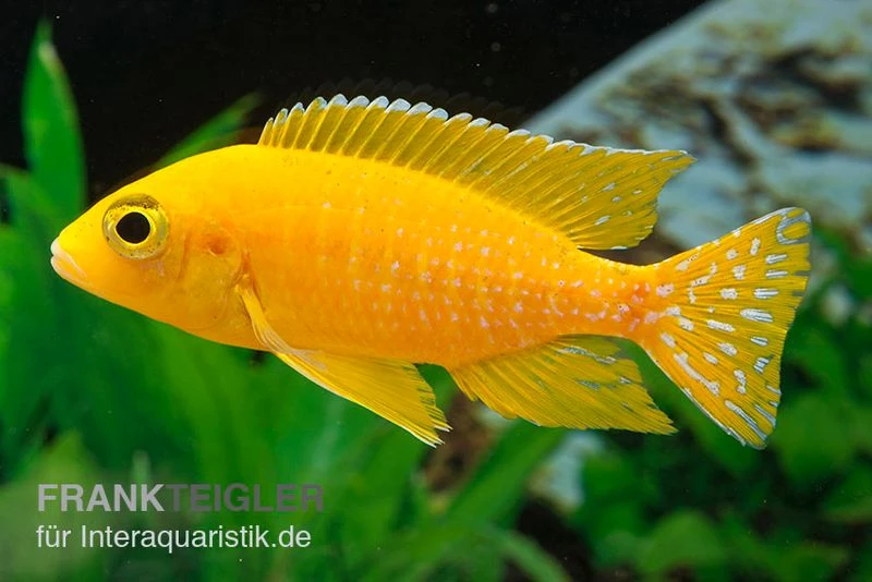 Aulonocara Spec. Safran, DNZ 1 Aulonocara Spec. Safran, DNZ