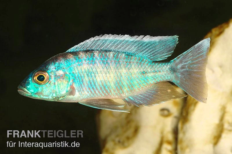 Türkisblauer Aulonocara, Aulonocara Spec. Turquoise, DNZ 1 Türkisblauer Aulonocara, Aulonocara Spec. Turquoise, DNZ