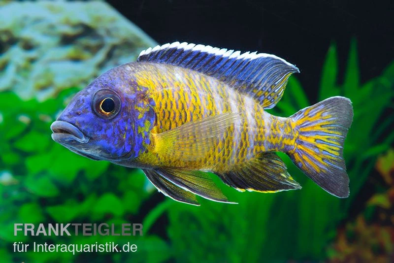 Aulonocara Steveni "Hongi", DNZ 1 Aulonocara Steveni "Hongi", DNZ