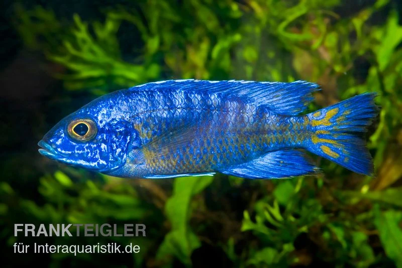 Aulonocara Stuartgranti "Chilumba", DNZ 1 Aulonocara Stuartgranti "Chilumba", DNZ