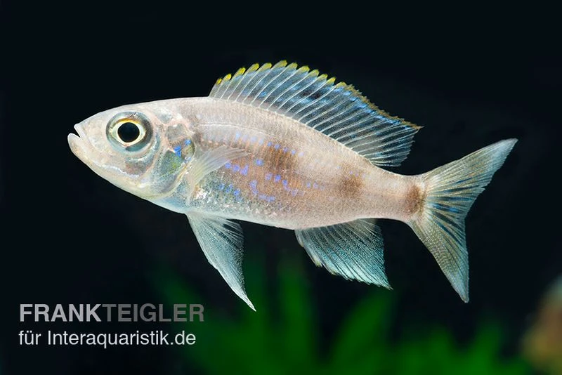 Uferbuntbarsch, Aulonocranus Dewindti, DNZ 2 Uferbuntbarsch, Aulonocranus Dewindti, DNZ – Bild 2