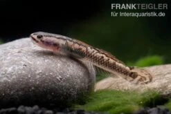 Aureofuscus-Grundel, Stiphodon Aureofuscus, 1 Paar -EHEIM || sera || AQUATLANTIS Verkaufsgeschäft Aureofuscus Grundel Stiphodon aureofuscus 5