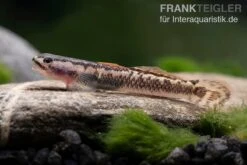 Aureofuscus-Grundel, Stiphodon Aureofuscus, 1 Paar -EHEIM || sera || AQUATLANTIS Verkaufsgeschäft Aureofuscus Grundel Stiphodon aureofuscus 6