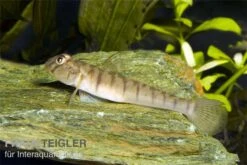 Schmetterlingsgrundel, Awaous Flavus