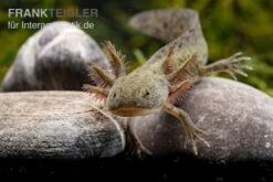 Axolotl Naturfarben, Ambystoma Mexicanum -EHEIM || sera || AQUATLANTIS Verkaufsgeschäft Axolotl Wildling 2