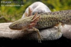 Axolotl Naturfarben, Ambystoma Mexicanum -EHEIM || sera || AQUATLANTIS Verkaufsgeschäft Axolotl Wildling 3
