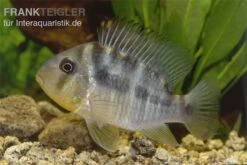 Ballonkopf Erdfresser, Gymnogeophagus Balzani 5 Ballonkopf Erdfresser, Gymnogeophagus Balzani -EHEIM || sera || AQUATLANTIS Verkaufsgeschäft Ballonkopf Erdfresser Gymnogeophagus balzani 1