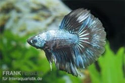 Halfmoon Kampffisch Multi Color NZ, Männchen, Betta Splendens -EHEIM || sera || AQUATLANTIS Verkaufsgeschäft Betta splendens Half Moon Multicolor 3