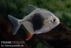 Blackberry Silver Dollar, Myleus Sp. Blackberry -EHEIM || sera || AQUATLANTIS Verkaufsgeschäft Blackberry Silver Dollar Myleus sp Blackberry 3