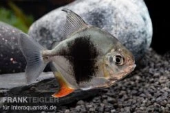 Blackberry Silver Dollar, Myleus Sp. Blackberry -EHEIM || sera || AQUATLANTIS Verkaufsgeschäft Blackberry Silver Dollar Myleus sp Blackberry 5