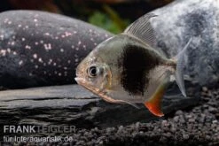 Blackberry Silver Dollar, Myleus Sp. Blackberry -EHEIM || sera || AQUATLANTIS Verkaufsgeschäft Blackberry Silver Dollar Myleus sp Blackberry 6